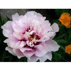 Paeonia Itoh Ballarena de Saval